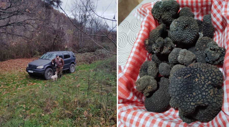 Македонски шумски дијаманти – тартуфи: Еликсир за долг живот и лек против разни болести